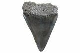 Serrated, Fossil Great White Shark Tooth - South Carolina #347034-1